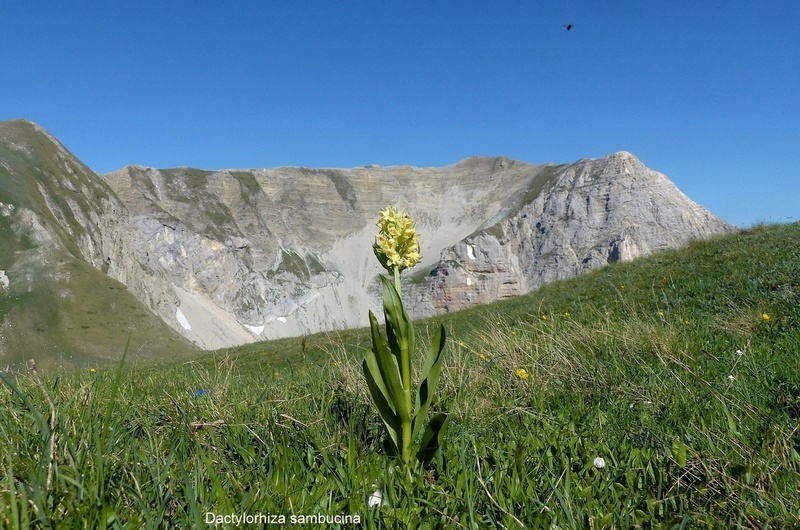 Orchidee e fiori del Monte Vettore e del Lago di Pilato � 26 giugno 2025.
